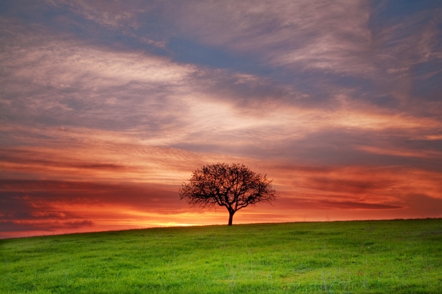 Lonely Tree by Evgeni Dinev - courtesy of freedigitalphotos.net